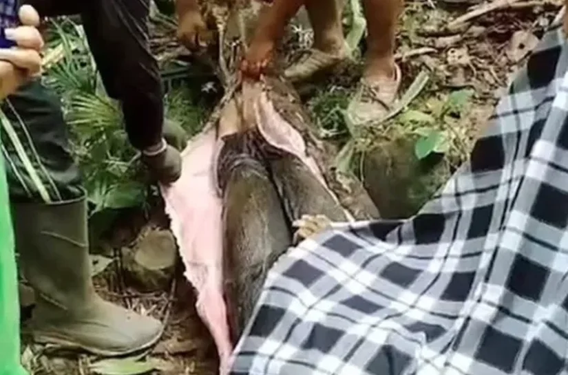 Mulher é encontrada morta dentro de cobra gigante na Indonésia