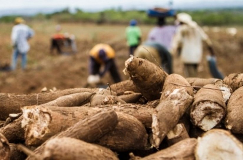Desenvolve apresenta créditos para produtores de mandioca de Junqueiro