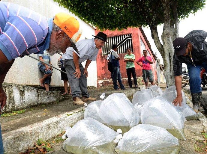 Cajueiro: 15 mil alevinos são distribuídos gratuitamente aos agricultores