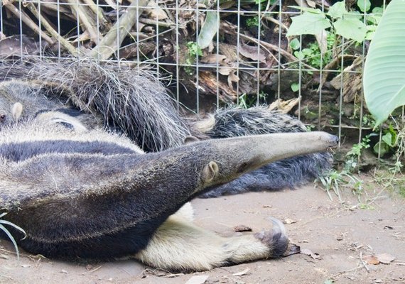 Em evento raro, mamífero em risco de extinção nasce no Parque Estadual de Dois Irmãos