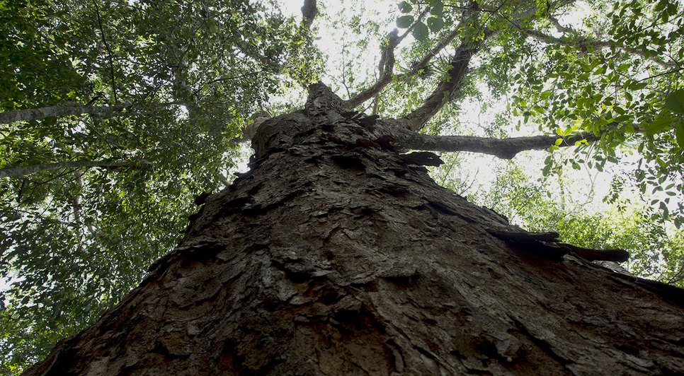 ÁRVORE / Foto: Marcos Rodrigues
