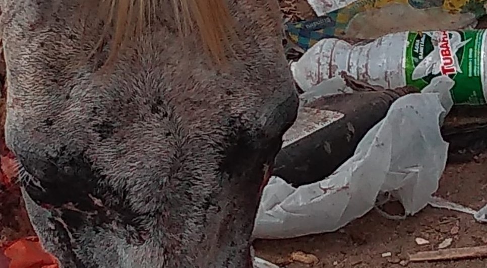 cavalo violentado