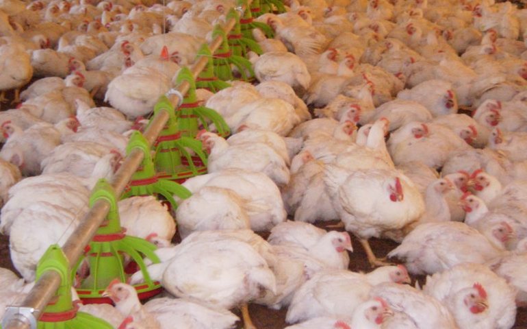 Gripe aviária: há 17 investigações de suspeita da doença em andamento