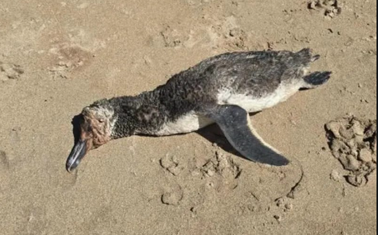 Pinguim é encontrado morto em praia de Maragogi e acende alerta sobre fauna no litoral alagoano