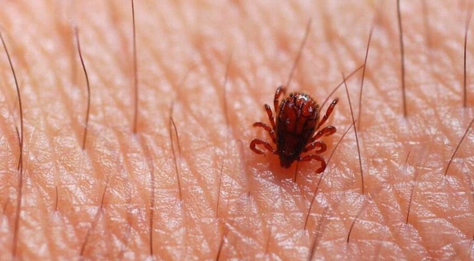 Sergipe confirma primeiro caso de febre maculosa