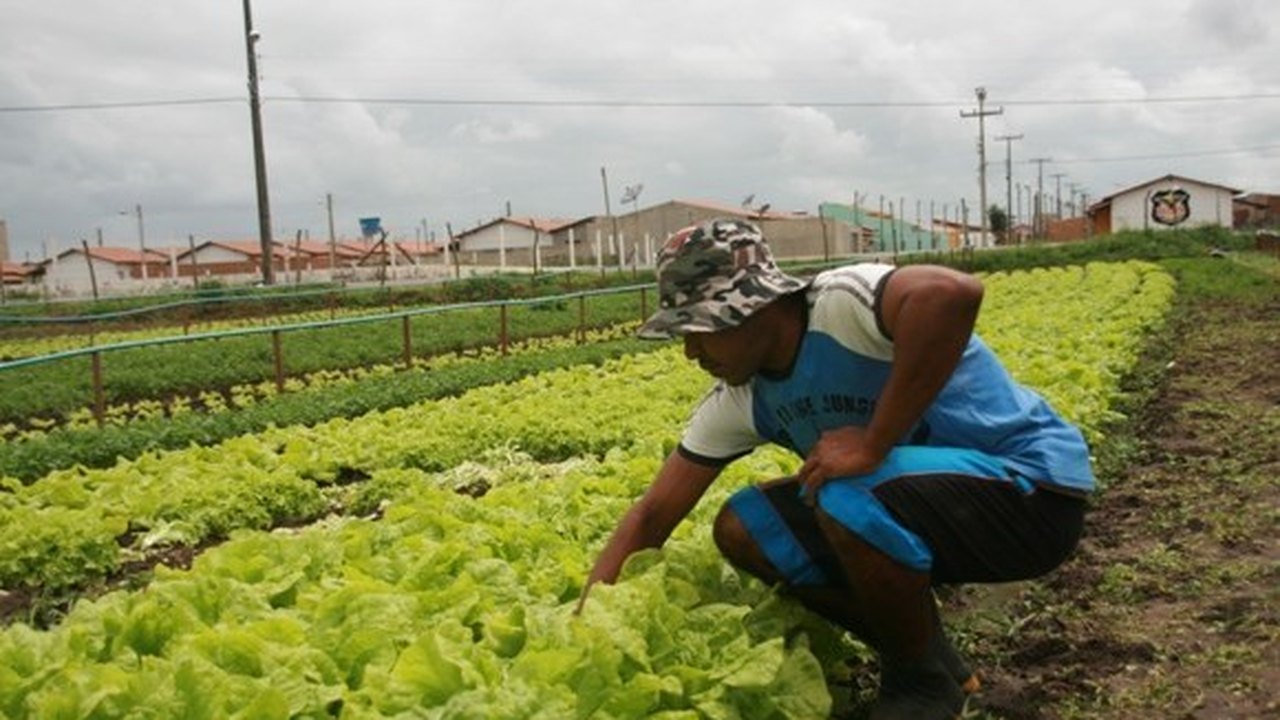 Fábrica de beneficiamento de frutas gera renda no Agreste de Alagoas