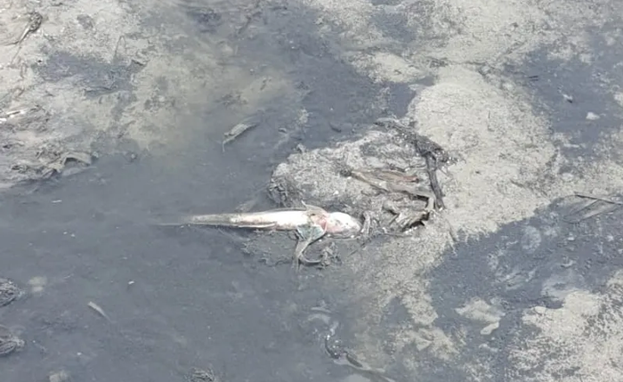 Mortos peixes na Lagoa Mundaú