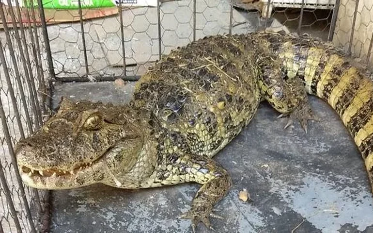 Homem é preso após amarrar jacaré a cerca e ligar para a polícia