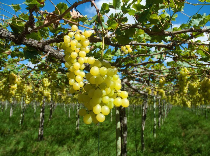 Nordeste diminui dependência do mercado internacional em 2025 e alcança US$ 24,8 bilhões em exportações