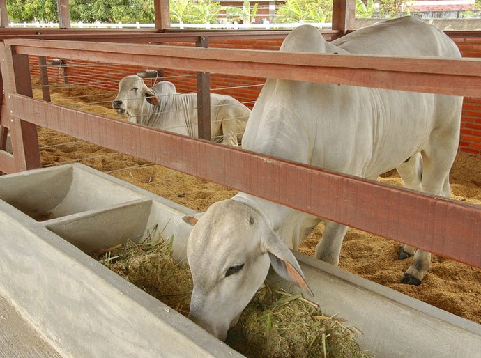 Pesquisa sobre o uso da palma forrageira na alimentação animal pode baratear ração e contribuição produção de leite e carne no Nordeste
