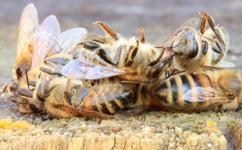 Ibama proíbe pulverização aérea de agrotóxico letal a abelhas