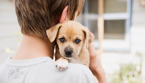Shopping promove campanha de adoção de animais em Aracaju neste sábado / Foto: Foto: Shutterstock/Arquivo