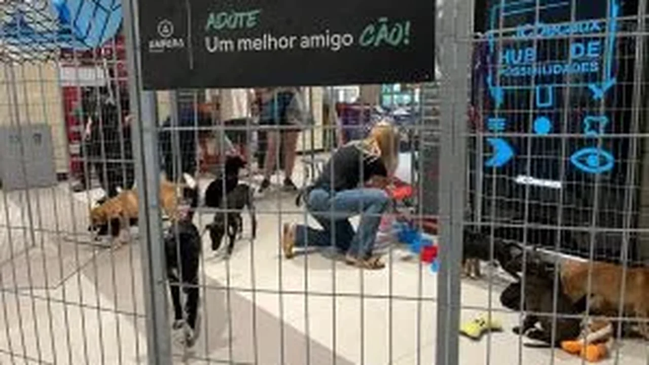 Pets em busca de um lar participam de evento de adoção em Maceió