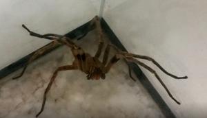 Aranha / Foto: Léo Rodrigues