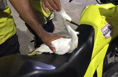 Durante abordagem, agentes do Ronda no Bairro resgatam ave debilitada em Jacarecica 