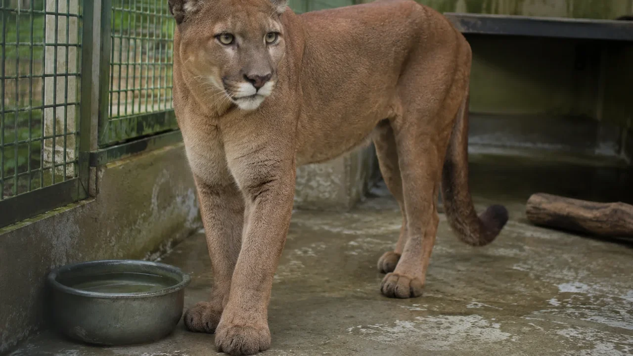 Onça encontrada em cativeiro em favela da Zona Sul está entre os animais acolhidos em unidade do Ibama fechada por tuberculose