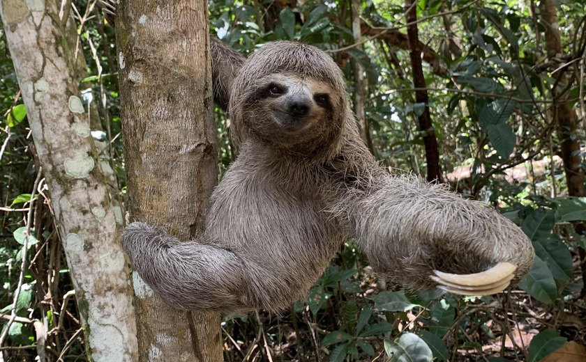 Dia do bicho-preguiça: conheça as ações desempenhadas pelo IMA para a proteção do animal