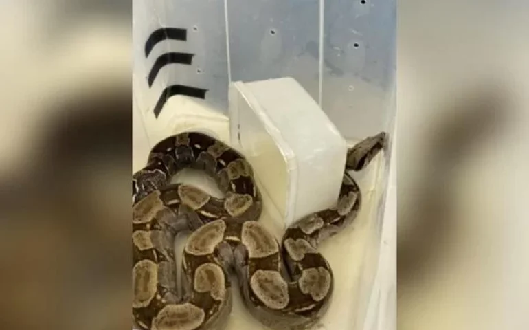 Polícia apreende mais de 40 cobras com homem que venda animais pela internet