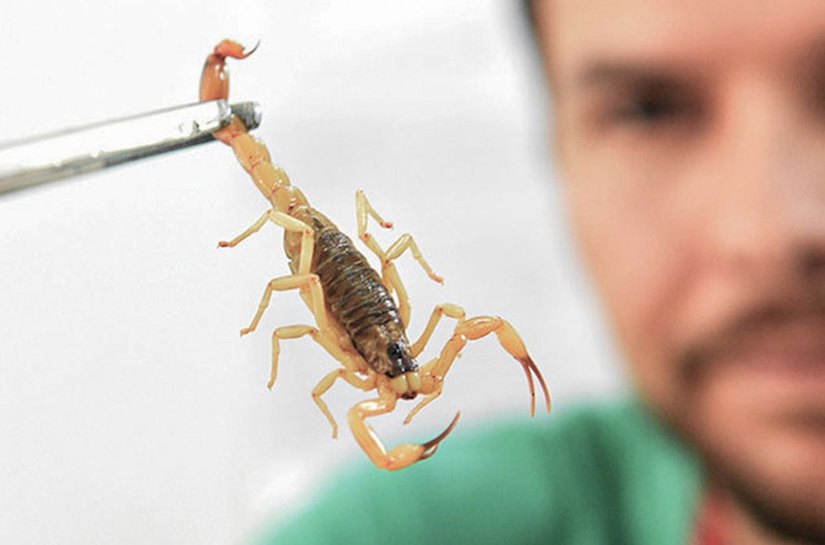 Crianças são mais vulneráveis a envenenamento por picada de escorpião