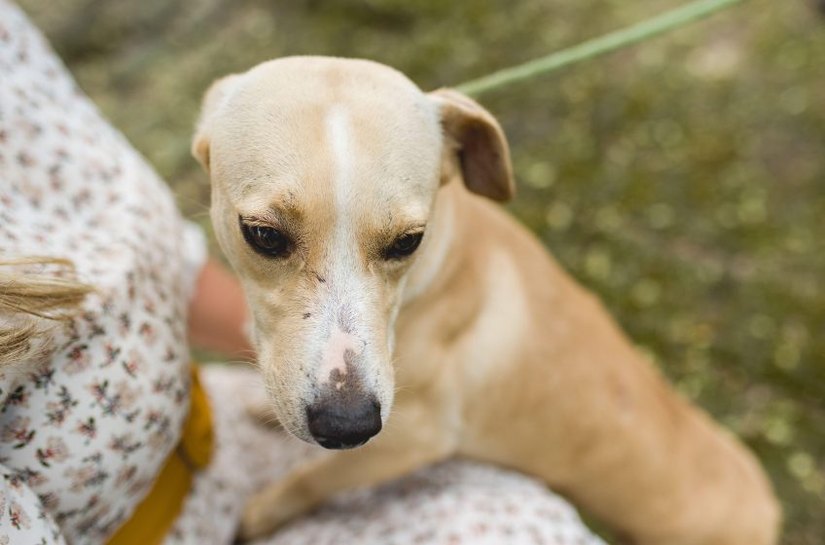 Convívio com animais e ações educativas ensinam a combater violência