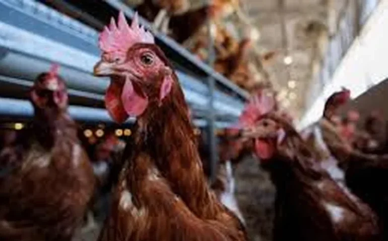 Brasil notifica caso de gripe aviária à Organização Mundial de Saúde Animal