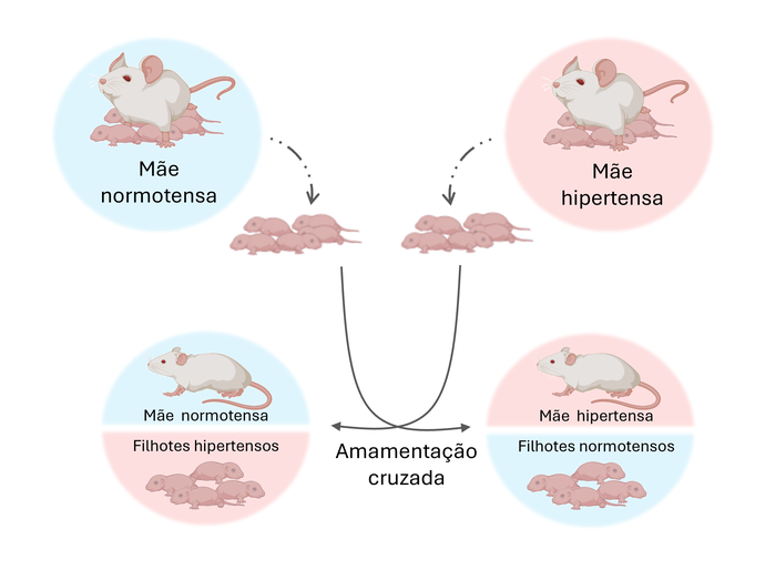 Período da amamentação é fundamental para a qualidade da microbiota intestinal