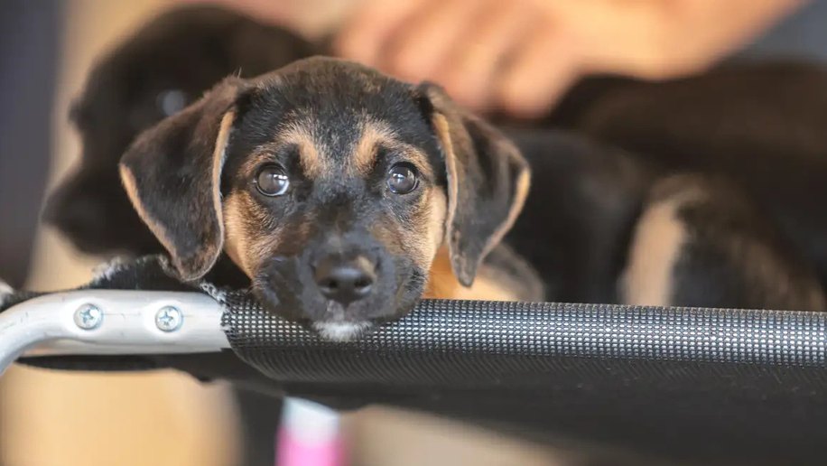 Governo abre consulta pública sobre genéricos e similares veterinários
