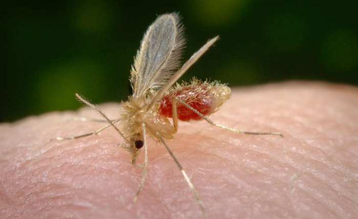 Mosquito-palha, transmissor da leishmaniose