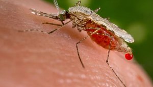 mosquito