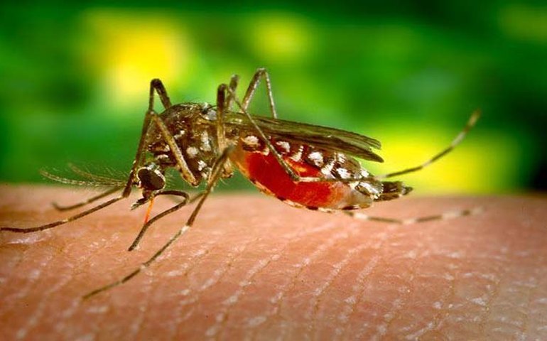 Febre amarela leva União a reconhecer situação de emergência em 64 cidades