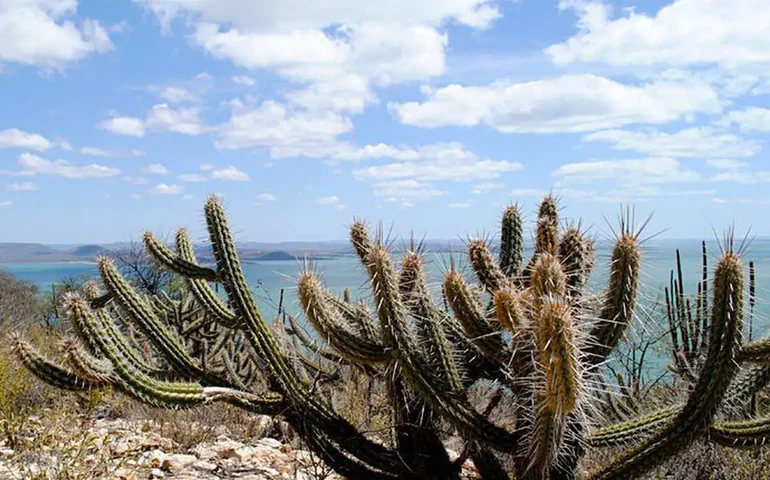 Um futuro mais verde para a Caatinga?