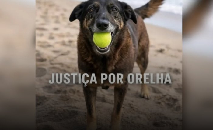 Cão era cuidado pela comunidade há 10 anos