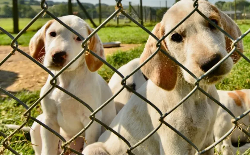 Parlamento da Coreia do Sul aprova legislação que proíbe a indústria de carne de cachorro