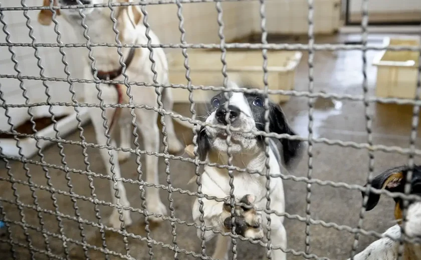 Com o focinho e as patas, cães abandonados viram artistas em associação de caridade britânica