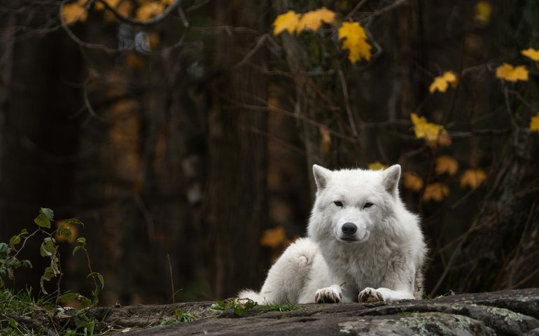 Startup americana diz ter recriado extinto lobo-terrível, estrela de 'Game of Thrones; entenda