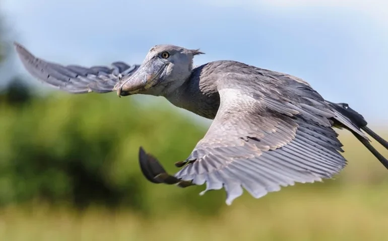 Cegonha-bico-de-sapato chama atenção por bico incomum e técnica de caça