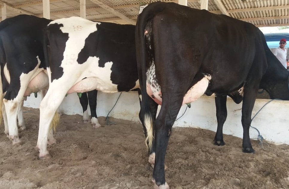 VACA LEITE GADO