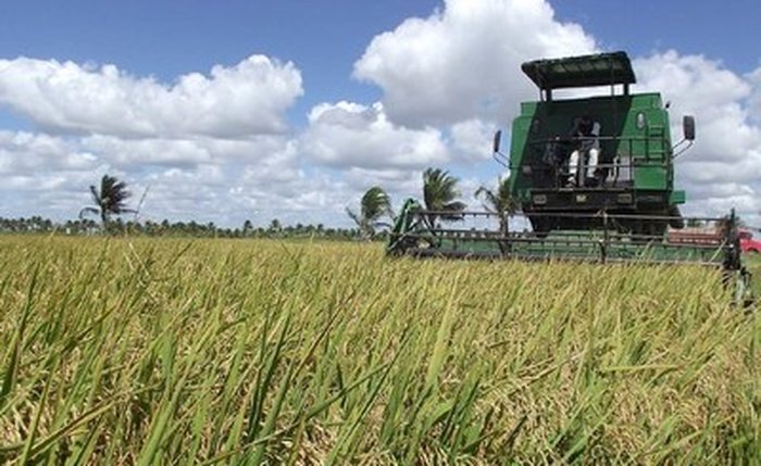 Colheita da safra de arroz em Porto Real do Colégio