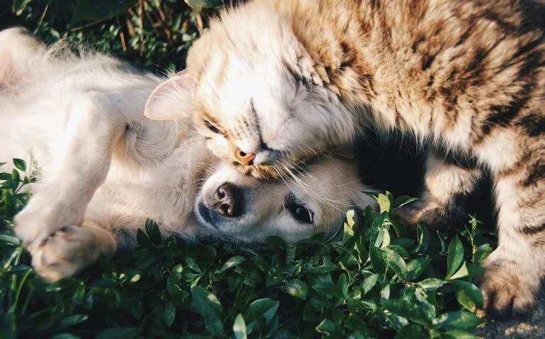 Introdução planejada define a relação entre cães e gatos em casa