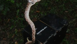 jararaca recapturada