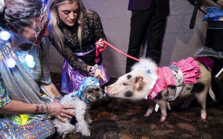 Pedicure para porcos: conheça a nova tendência na França