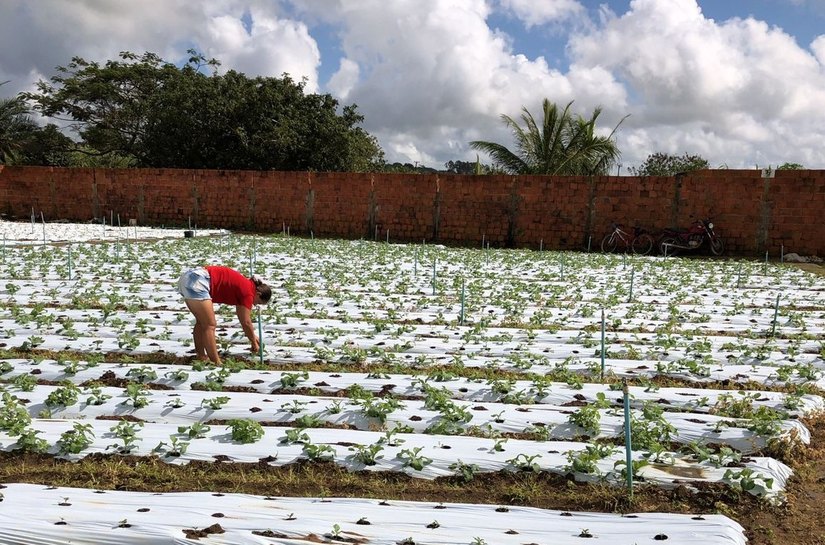 Prefeitura e Embrapa executam projeto para cultivo de tomate híbrido em Arapiraca