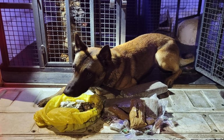 Canil do 3º Batalhão da PM apreende mais de dois quilos de entorpecentes em Arapiraca