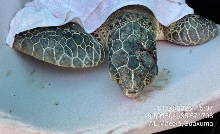 Chelonia mydas pesa 35,3 kg e sofreu trauma severo acima do olho esquerdo Chelonia mydas pesa 35,3 kg e sofreu trauma severo acima do olho esquerdo
