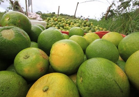 Exposição promove agricultura no Vale do Mundaú