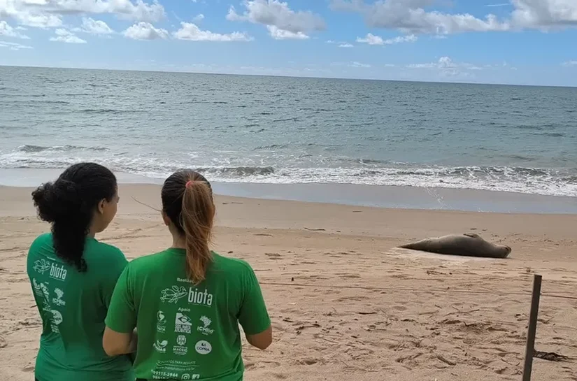 Elefante-marinho é flagrado descansando em praia da Barra de Santo Antônio