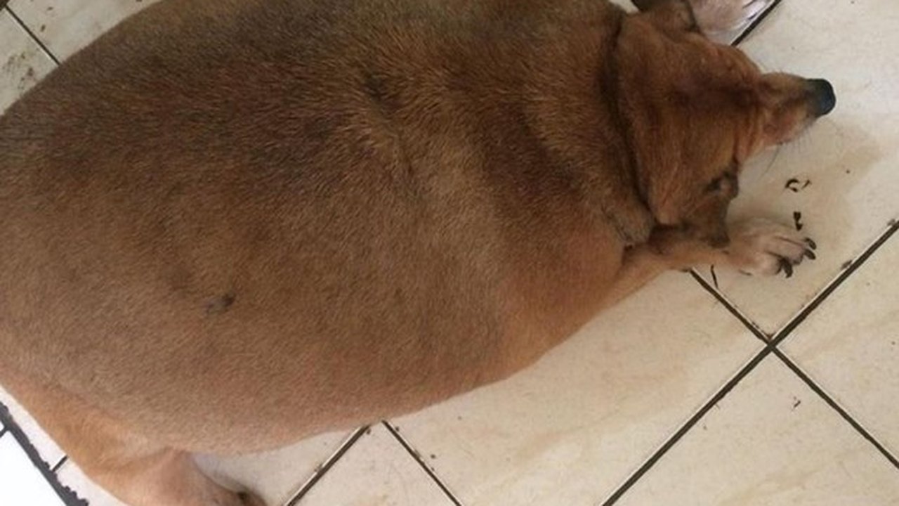 ‘Bolinha’ volta a ficar obeso um ano após parar tratamento em clínica