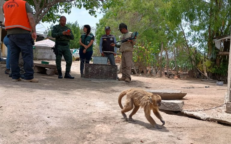 MPAL avança com Plano de Ação Estadual para proteção do Macaco-prego-galego