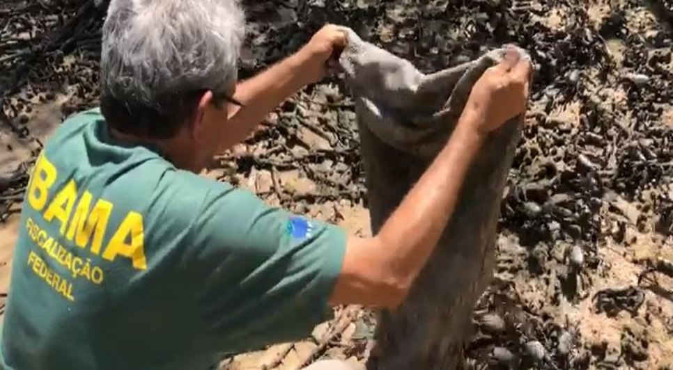 Ibama apreende cerca de 3 mil caranguejos sem declaração de estoque  / Foto: 0000000
