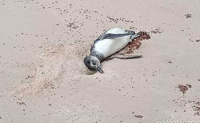 Sexto pinguim é encontrado encalhado na costa alagoana neste ano